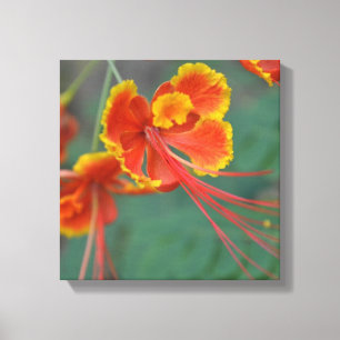 Caesalpinia Leinwanddruck