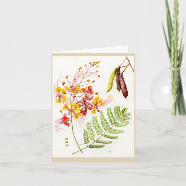 Caesalpinia pulcherrima 'Stolz-von-Barbados Dankeskarte (Vorderseite)