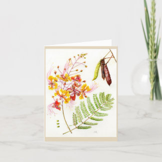 Caesalpinia pulcherrima 'Stolz-von-Barbados Dankeskarte