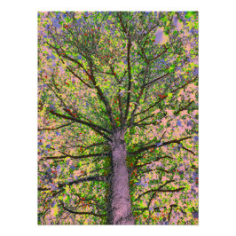 Caesar Salad 15 Fotodruck