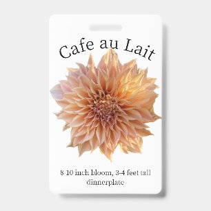 Cafe au Lait Dahlie ID Ausweis