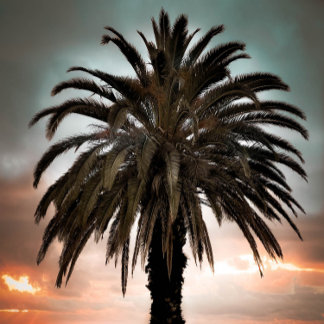 Café Mug Vivre ma meilleure vie palmier & coucher