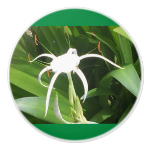 Cahaba Lilly blühen auf Knochen und Keramiken Keramikknauf