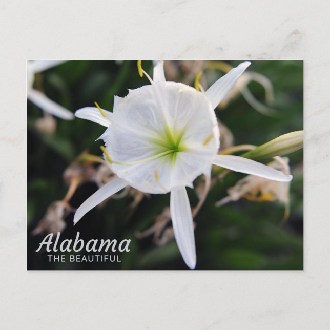Cahaba Lily Postcard Postkarte (Vorderseite)