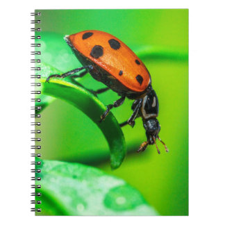 Cahier à spirale macro coccinelle Journal d'art de