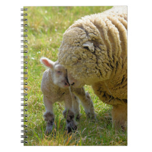 Cahier Agneau Bébé