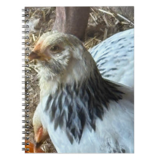 Cahier de poule Brahma claire