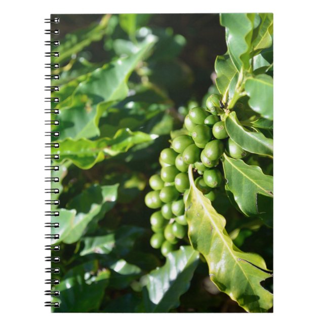 Cahier des baies de café vert (Devant)