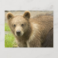 Cahorro de Oso Pardo