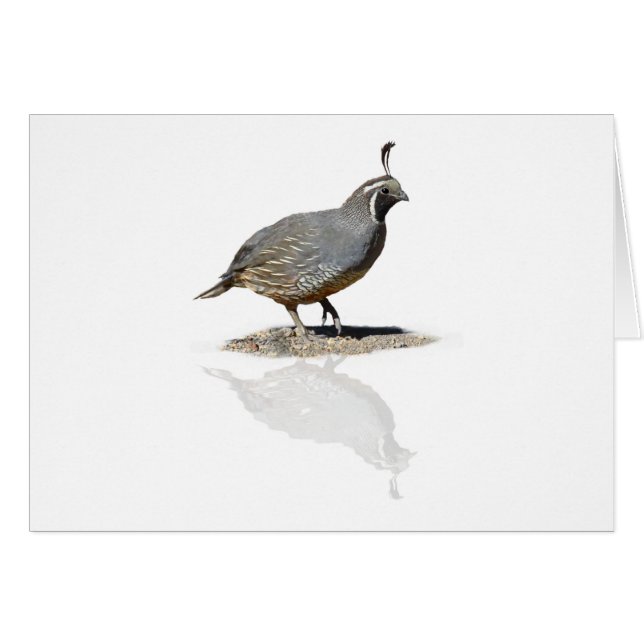 CAILLES REFLÉTÉES (Devant horizontal)