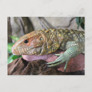 Caiman Lizard # 1 Postkarte