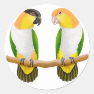 Caique-Papageien-Liebe-Aufkleber Runder Aufkleber