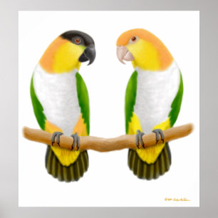 Caique Parrot Liebe, Caique Parrot Liebe, Caique . Poster