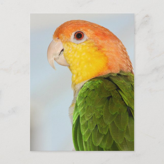 Caique Parrot Postkarte (Vorderseite)