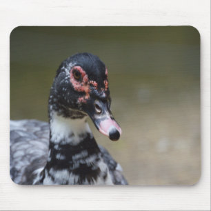 Cairina moschata domestica mousepad