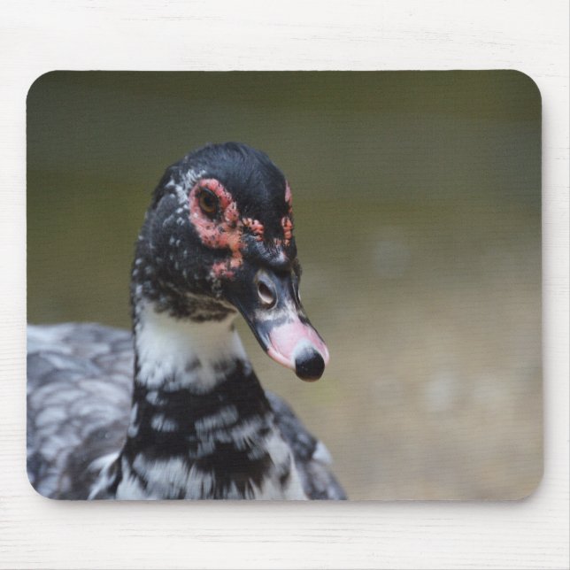 Cairina moschata domestica mousepad (Vorne)