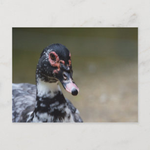 Cairina moschata domestica postkarte
