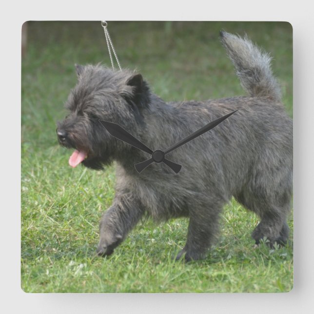 cairn-terrier-2.jpg quadratische wanduhr (Vorderseite)