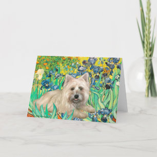 Cairn Terrier 4 - Irische Karte