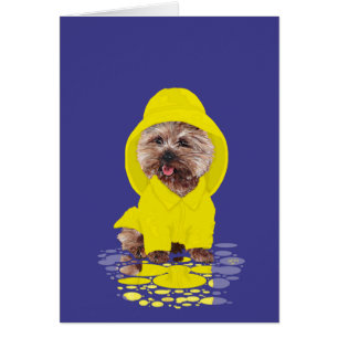 Cairn Terrier de jour de pluie