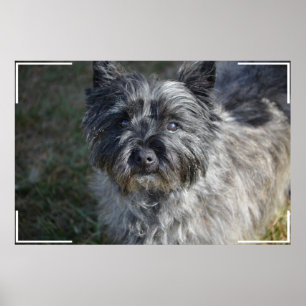 Cairn Terrier Face Poster