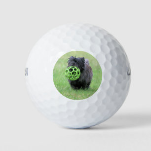 Cairn Terrier Golfball