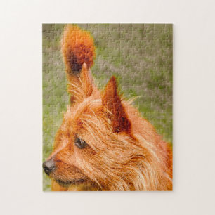 Cairn Terrier Hund.