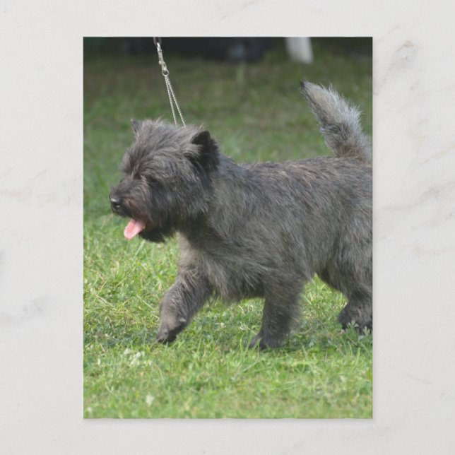 Cairn Terrier Postkarte (Vorderseite)