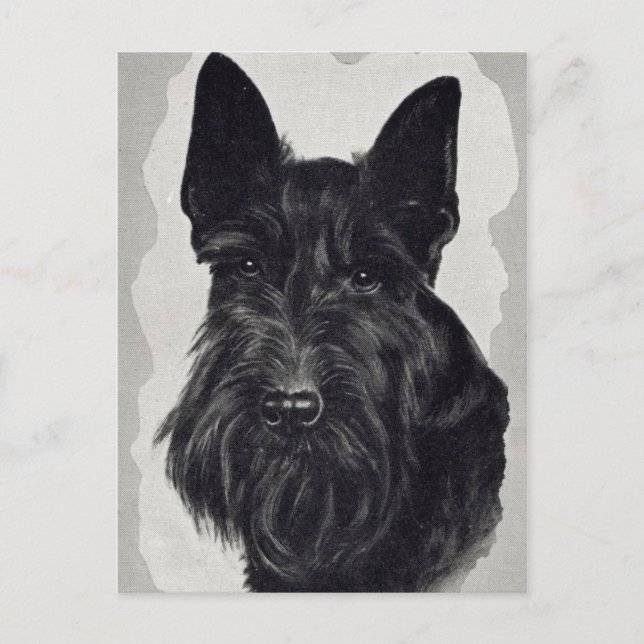 Cairn Terrier Postkarte (Vorderseite)