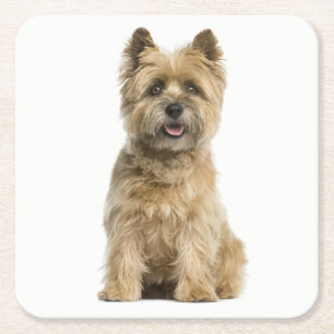 Cairn Terrier Puppy Dog Liebe Rechteckiger Pappuntersetzer