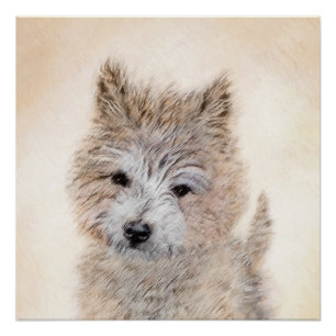 Cairn Terrier Puppy Painting - Original Dog Art Poster