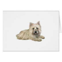 Cairn Terrier (roux) - couché