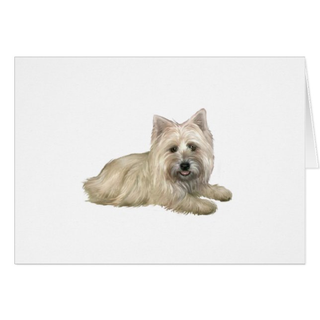 Cairn Terrier (roux) - couché (Devant horizontal)