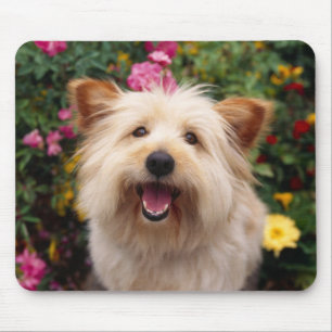 Cairn Terrier Welpen Hund Computermauspad Mousepad