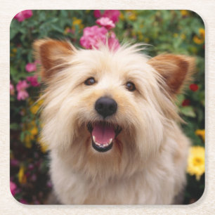 Cairn Terrier Welpen-Hundeliebe Rechteckiger Pappuntersetzer