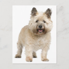 Cairn Terrier Welpendoppy Postkarte