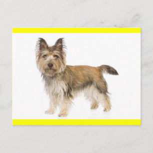 Cairn Terrier Welpenhund Grußpostkarte Postkarte