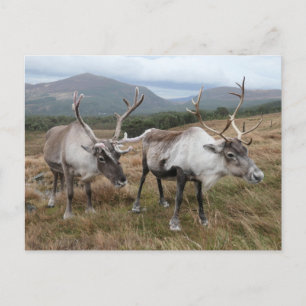 Cairngorm Reindeer Postkarte