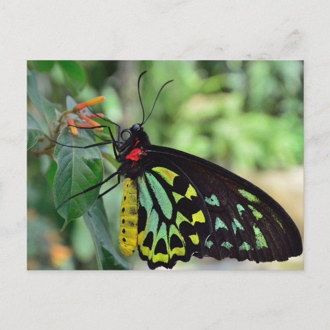Cairns Birdwing Butterfly Foto Postcard Postkarte (Vorderseite)