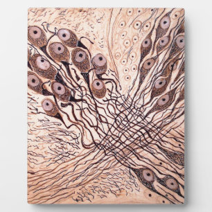Cajals Neuronen 1 Fotoplatte