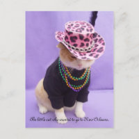 Cajun Bubba Kitty