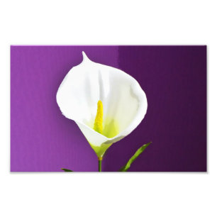 Cala Lily Blume Fotodruck