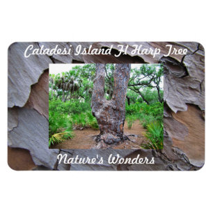 Caladesi Island Fl Harp Tree Premium Flexi Magnet