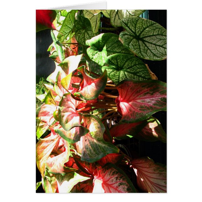 CALADIUM (Devant)