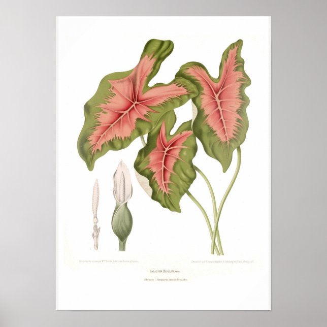 Caladium bicolor poster (Vorne)