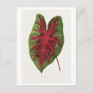 Caladium bicolor splendens Blattillustration. Postkarte