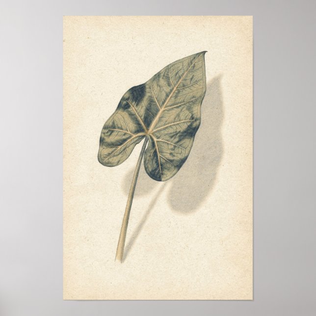 Caladium-Blatt Botanik-Studienposter Poster (Vorne)