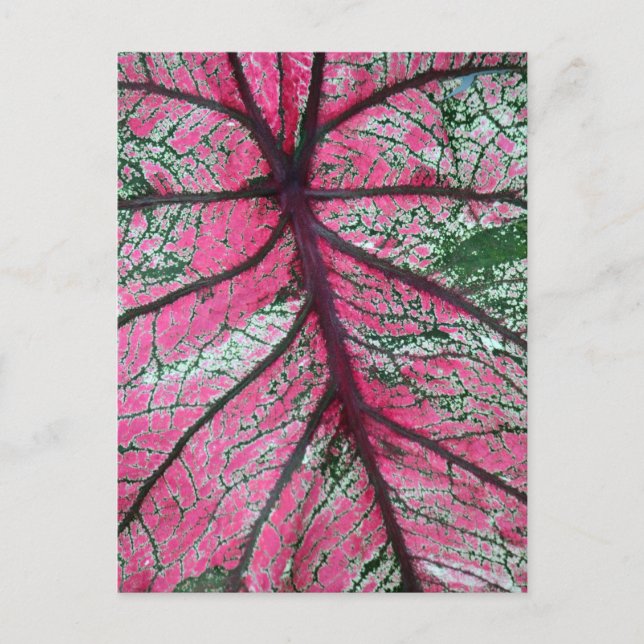 Caladium Red and Green Blätter Floral Foto Postkarte (Vorderseite)