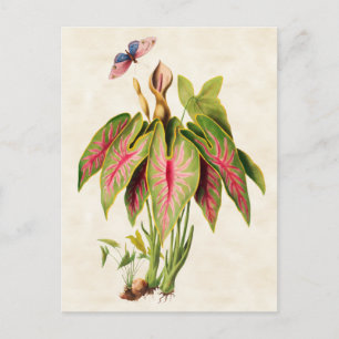 Caladium Vintage Botanical Postkarte