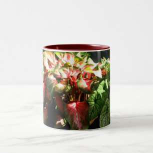 CALADIUM ZWEIFARBIGE TASSE